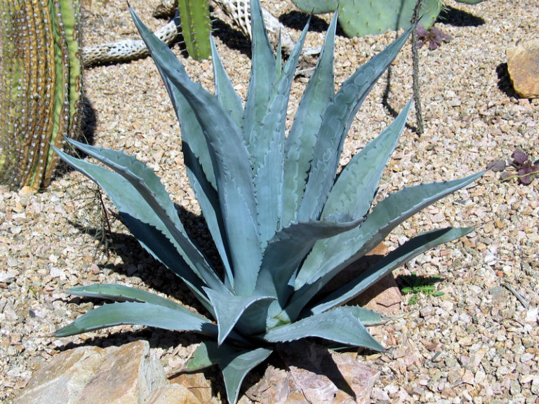 Buy Agave Americana - Century Plant - Architectural Plants