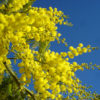 Acacia Dealbata