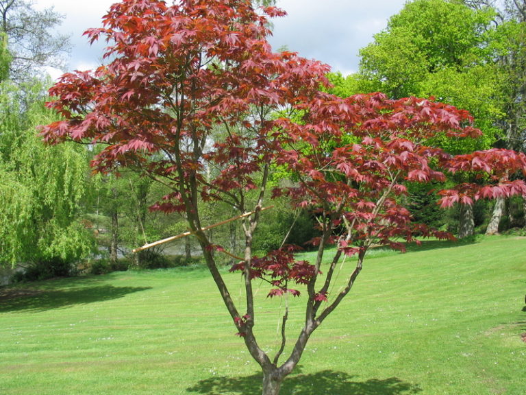 Buy Acer Palmatum 'Bloodgood' - Japanese Maple Tree