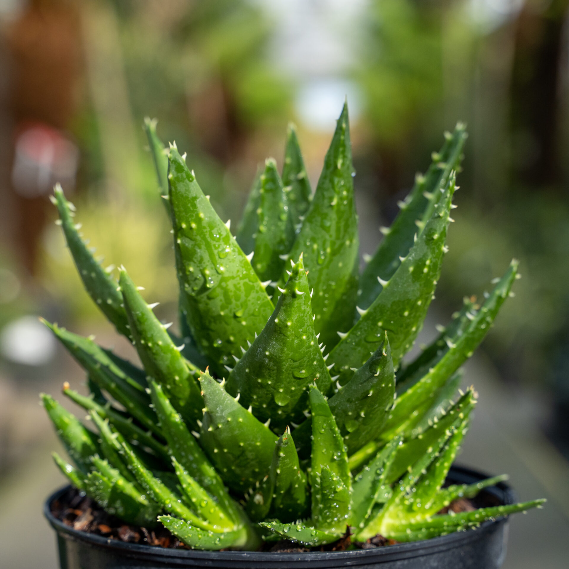 Aloe Brevifolia, Not Aloe Vera