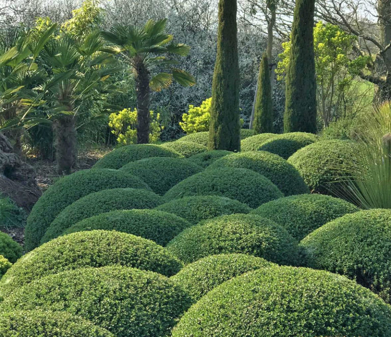 Baccharis patagonica - Architectural Plants