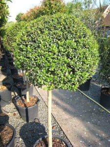 Ligustrum delavayi - Architectural Plants