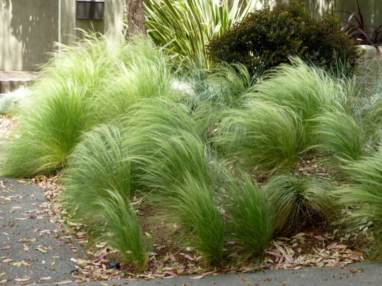 Stipa tenuissima - Architectural Plants