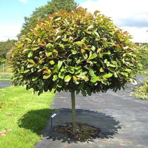 Photinia glabra - Architectural Plants