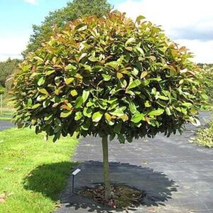 Buy Photinia glabra (Japanese Photinia) - Architectural Plants