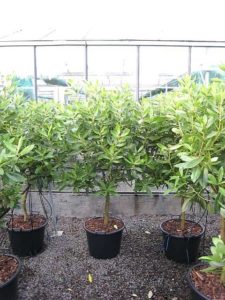 Buy Drimys winteri - UK Plants - Architectural Plants