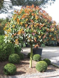 Buy Photinia serrulata (Chinese Hawthorn) - Architectural Plants