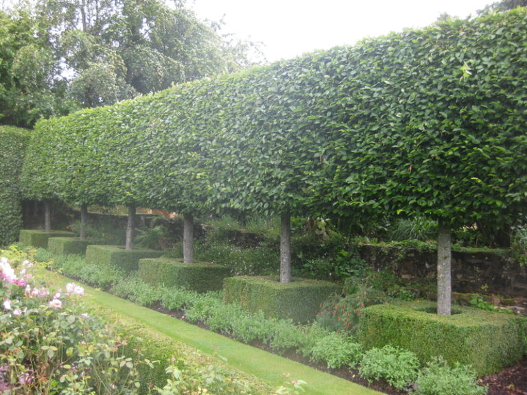 Buy Carpinus betulus - UK Plants - Architectural Plants