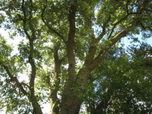 Quercus suber - Architectural Plants