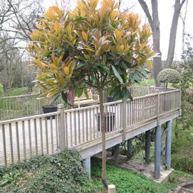 Photinia serrulata (Chinese Hawthorn)