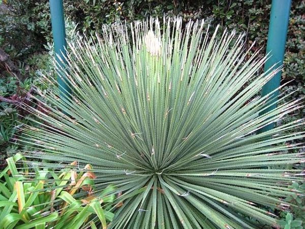 Dasylirion Acrotrichum - Architectural Plants