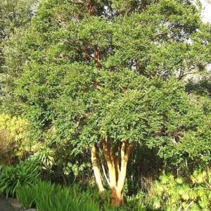 Buy Myrtus Apiculata (orange-barked Myrtle) - Architectural Plants