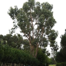 Eucalyptus aggregata