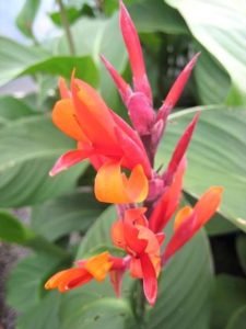 Canna Coccinea - Architectural Plants