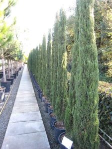 Cupressus sempervirens 'Pyramidalis' - Architectural Plants