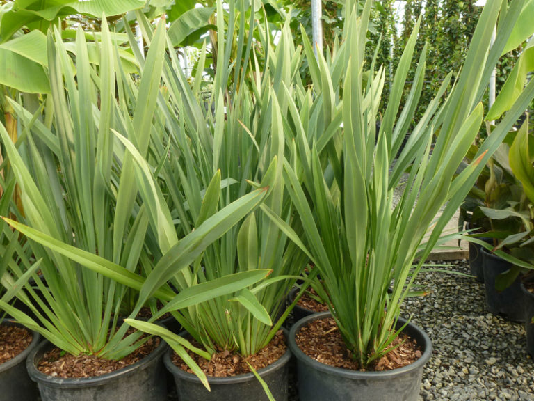 Phormium cookianum - Architectural Plants