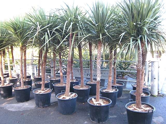 cabbage palm plant