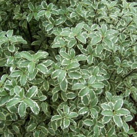 Pittosporum tenuifolium ‘Silver Queen’