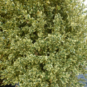 Buxus sempervirens variegata (Variegated Box)