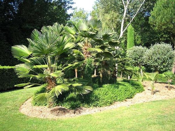 Trachycarpus wagnerianus - Architectural Plants