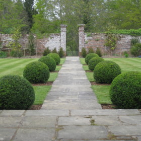 Buxus sempervirens (Common Box)