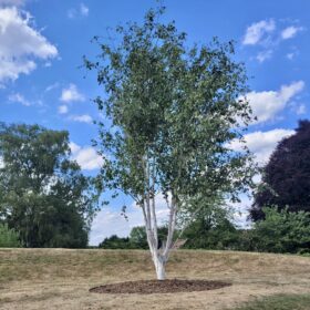 Betula utilis var. 'Jacquemontii'