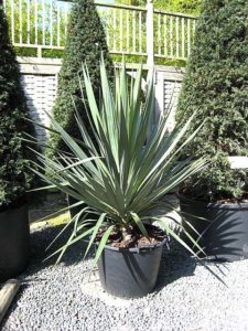 Buy Yucca recurva - Architectural Plants