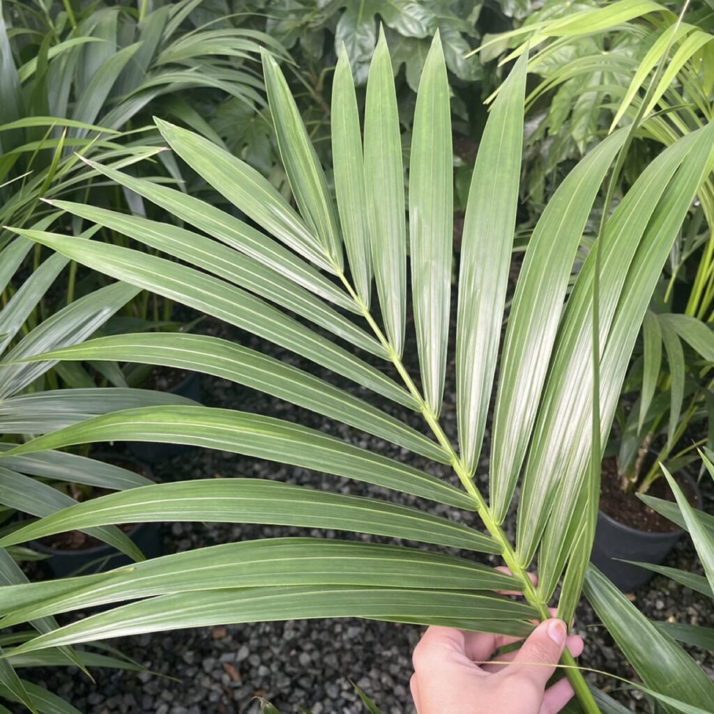 Buy Howea forsteriana (Kentia Palm) - Architectural Plants