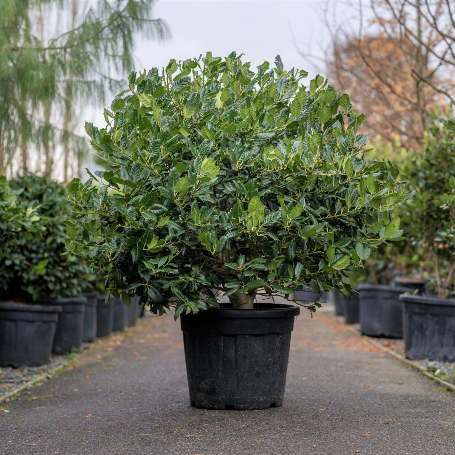 Ilex aquifolium - Architectural Plants