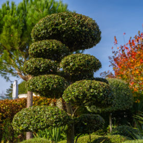 Quercus ilex ‘Niwaki’ (Holm Oak Niwaki)