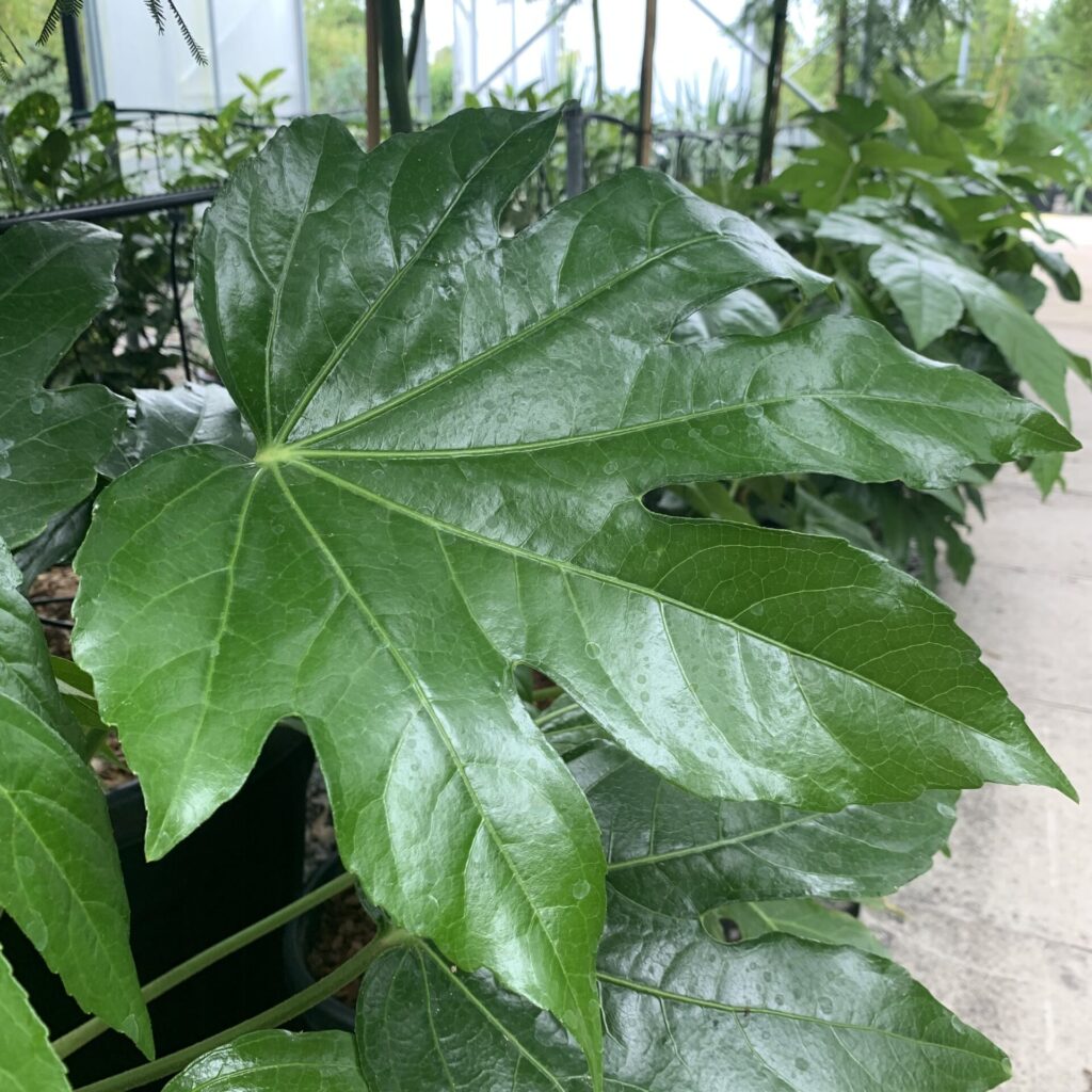 Buy Fatsia japonica - Architectural Plants