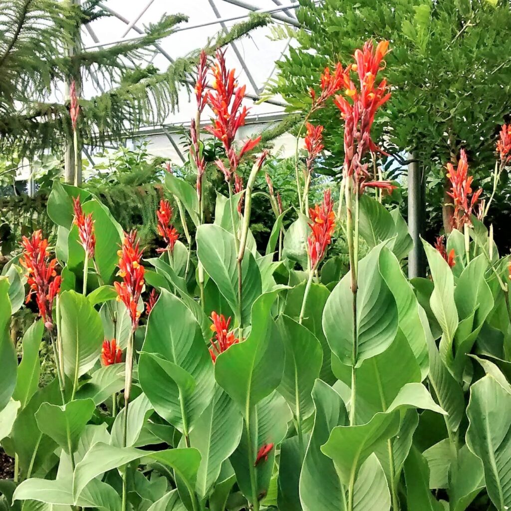 Buy Canna Coccinea - UK Plants - Architectural Plants