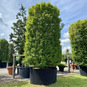 Buy Carpinus betulus - UK Plants - Architectural Plants