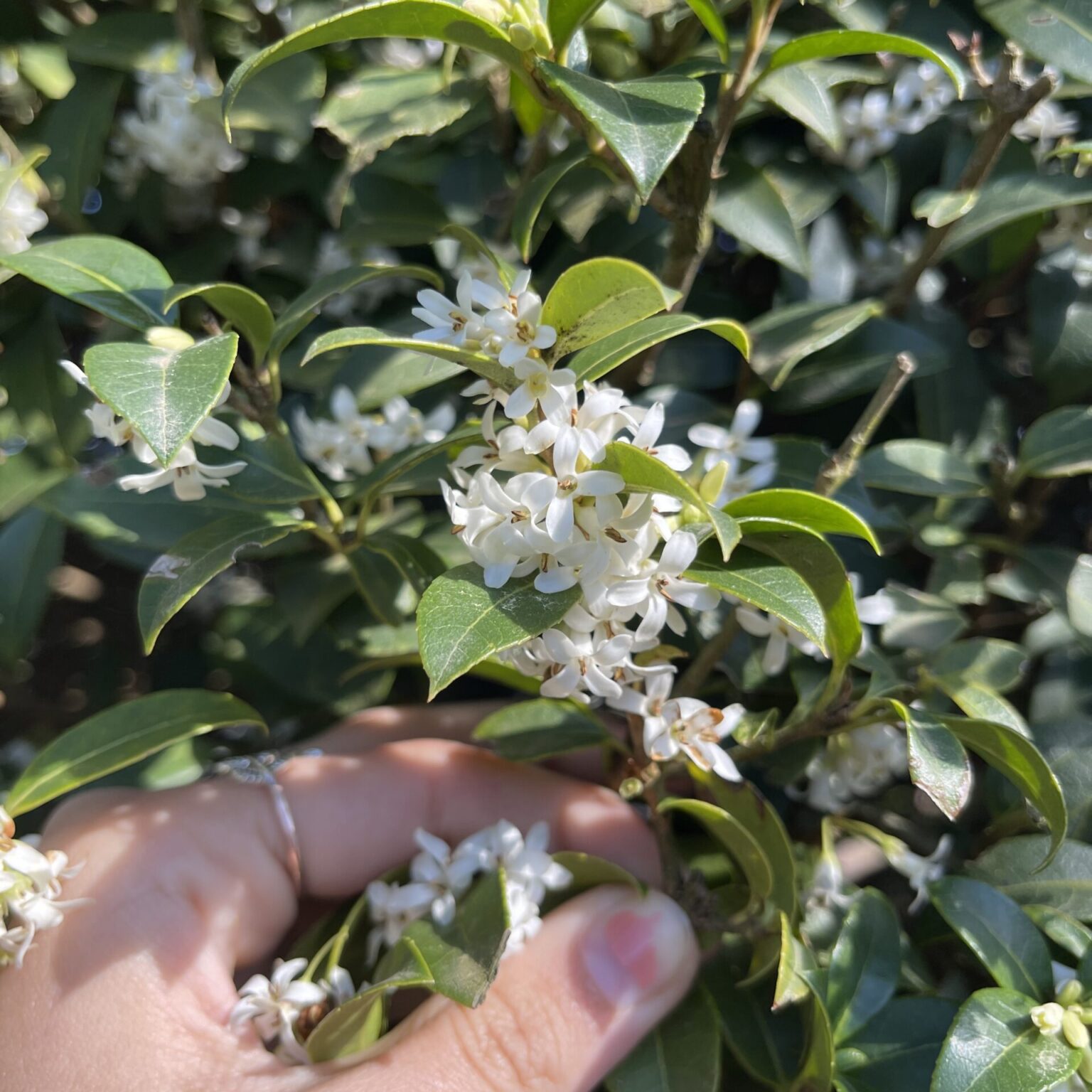 Buy Osmanthus X Burkwoodii Architectural Plants