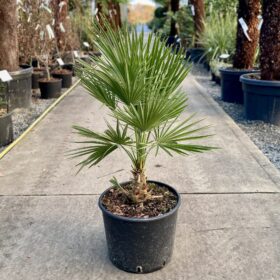 Chamaerops humilis - Architectural Plants