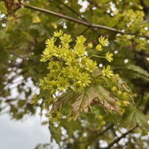 Acer platanoides 'Globosum' | Dwarf Norway Maple | Architectural Plants