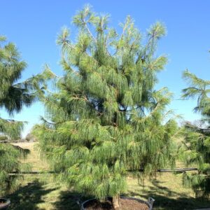 Buy Pinus patula - Architectural Plants