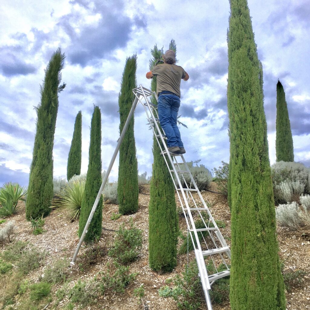 Buy Cupressus Sempervirens ‘pyramidalis Italian Cypress