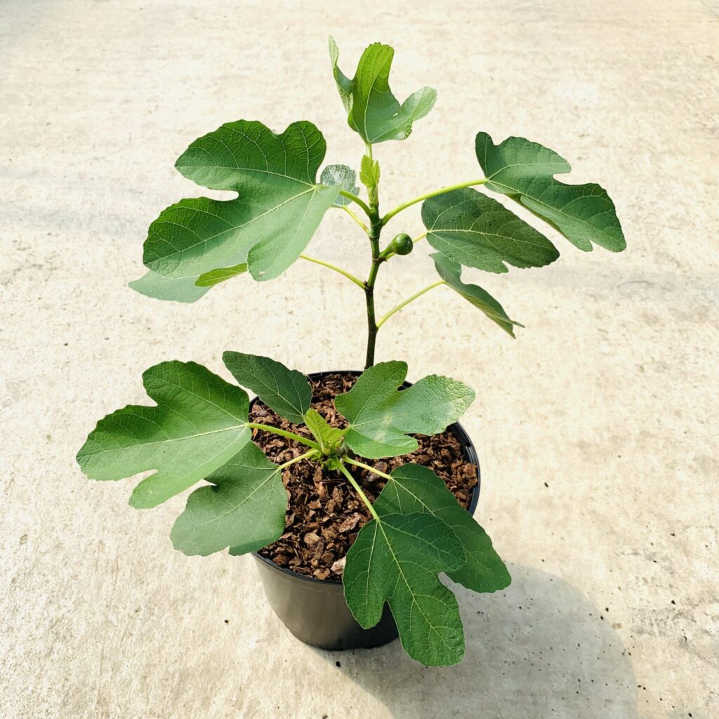 Ficus Carica Fig Tree Uk Plants Architectural Plants 7565