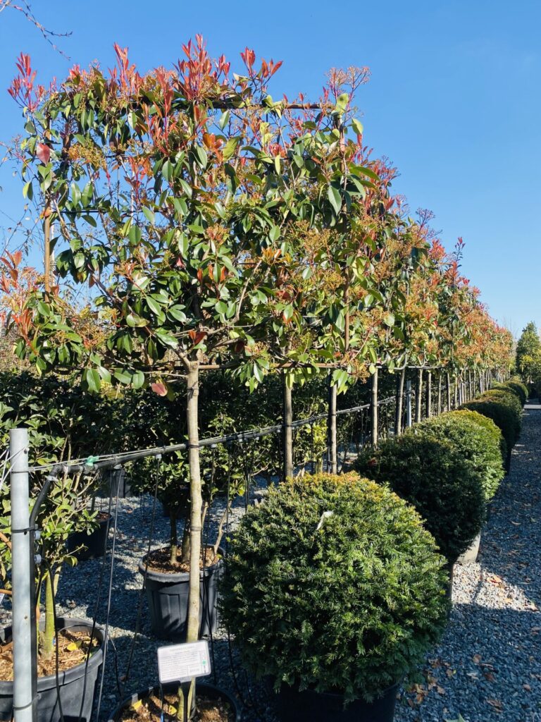 Buy Photinia glabra (Japanese Photinia) - Architectural Plants