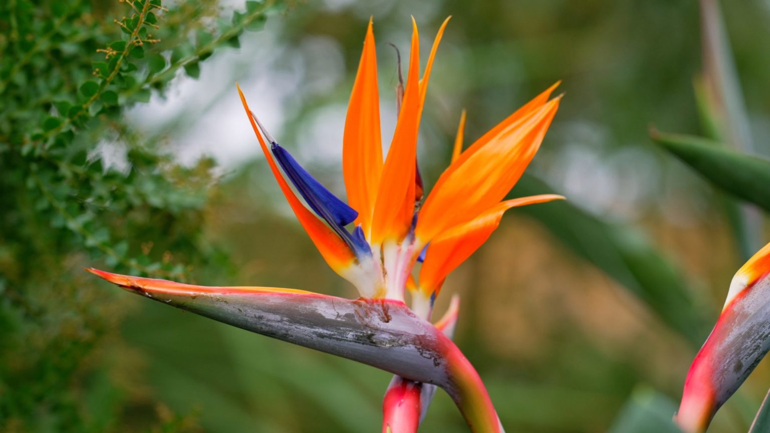 Strelitzia reginae - Architectural Plants