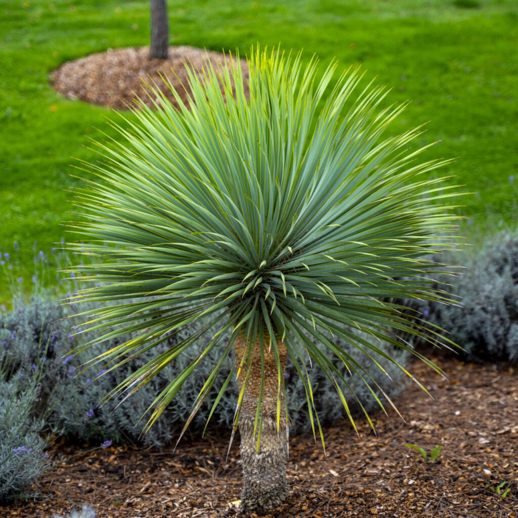 Buy Yucca rostrata - Architectural Plants