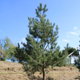 Pinus sylvestris