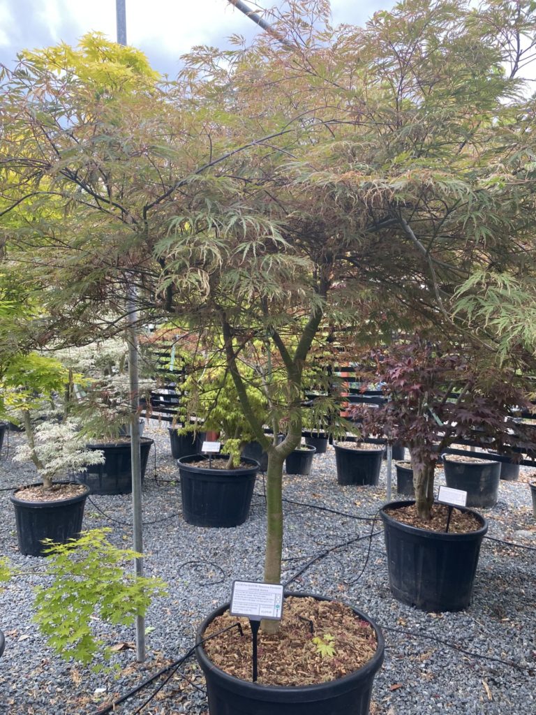 Buy Acer palmatum 'Dissectum Flavescens' - Architectural Plants