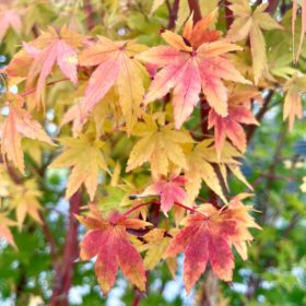 Acer palmatum 'Sango-Kaku' - UK Plants - Architectural Plants