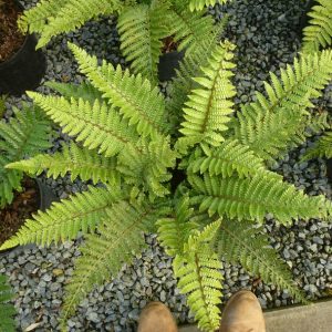 Buy Polystichum polyblepharum - Architectural Plants