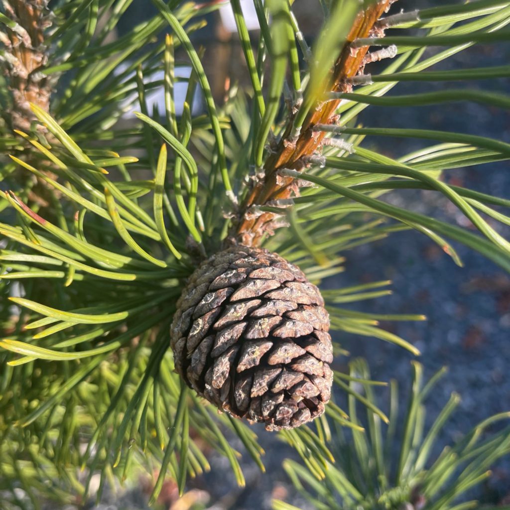 Pinus Mugo Pumilio - UK Plants - Architectural Plants