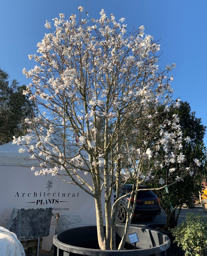 Magnolia Stellata 'Royal Star' - Architectural Plants