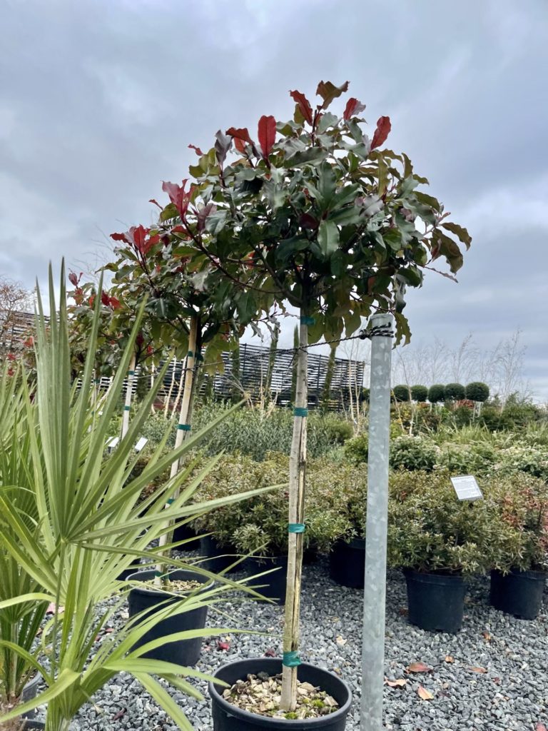 Buy Photinia x fraseri 'Magical Volcano' - Architectural Plants