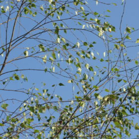 Betula Utilis 'Doorenbos'